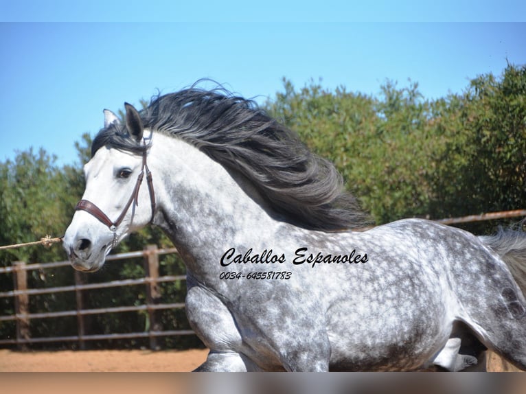 PRE Mix Stallion 10 years 15,3 hh Gray-Dapple in Vejer de la Frontera