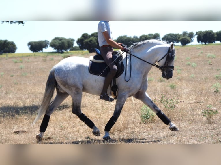 PRE Mix Stallion 10 years 15,3 hh Gray in NAVAS DEL MADRONO