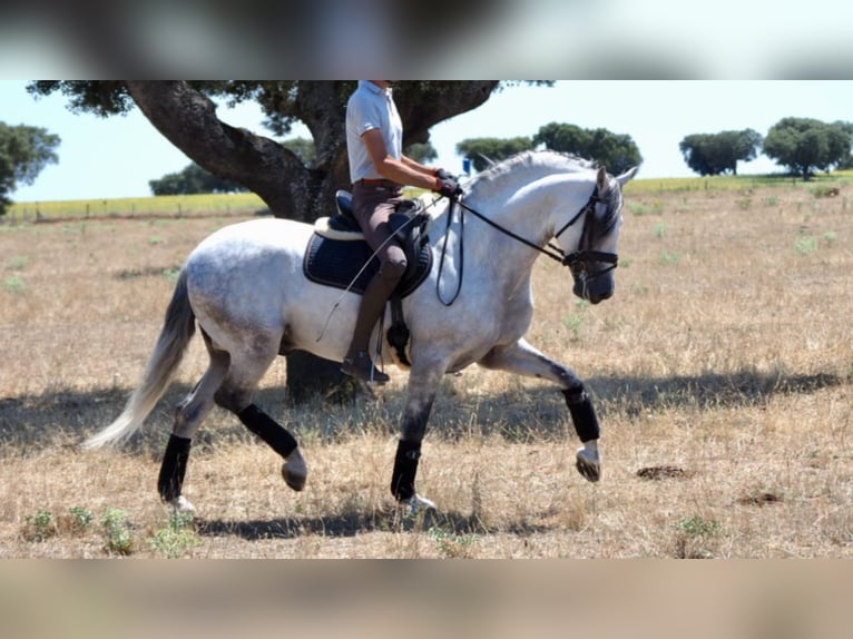 PRE Mix Stallion 10 years 15,3 hh Gray in NAVAS DEL MADRONO