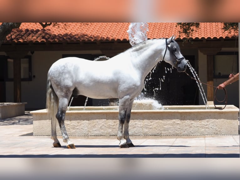 PRE Mix Stallion 10 years 15,3 hh Gray in NAVAS DEL MADRONO