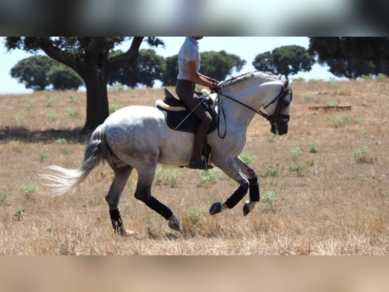 PRE Mix Stallion 10 years 15,3 hh Gray in NAVAS DEL MADRONO