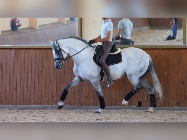 PRE Mix Stallion 10 years 15,3 hh Gray in NAVAS DEL MADRONO