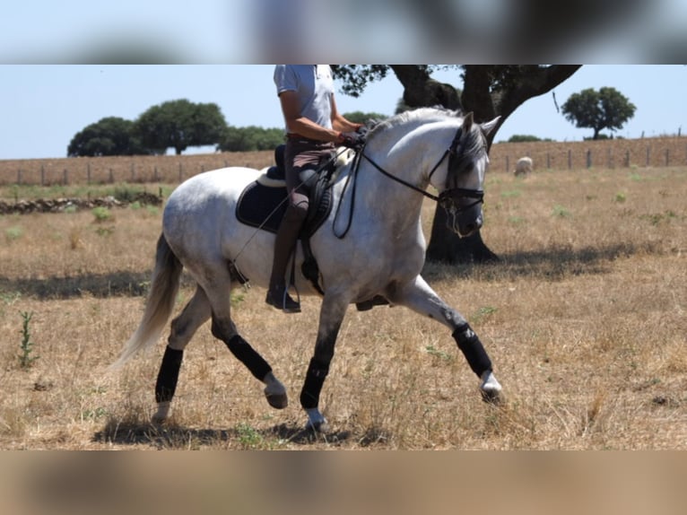 PRE Mix Stallion 10 years 15,3 hh Gray in NAVAS DEL MADRONO