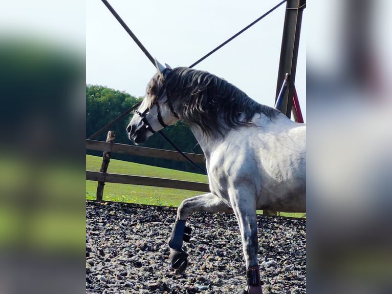 PRE Mix Stallion 10 years 15,2 hh Gray in Le V&#xE9;zier