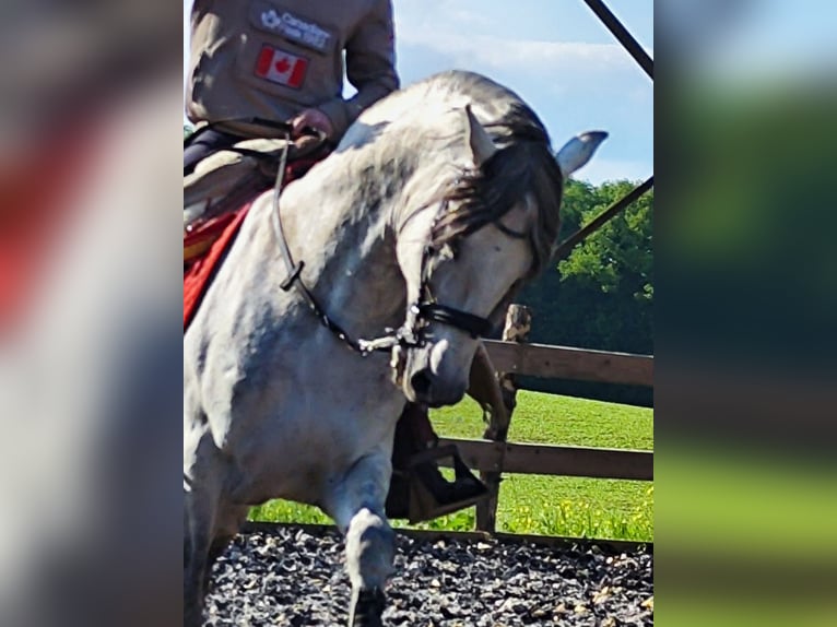 PRE Mix Stallion 10 years 15,2 hh Gray in Le V&#xE9;zier