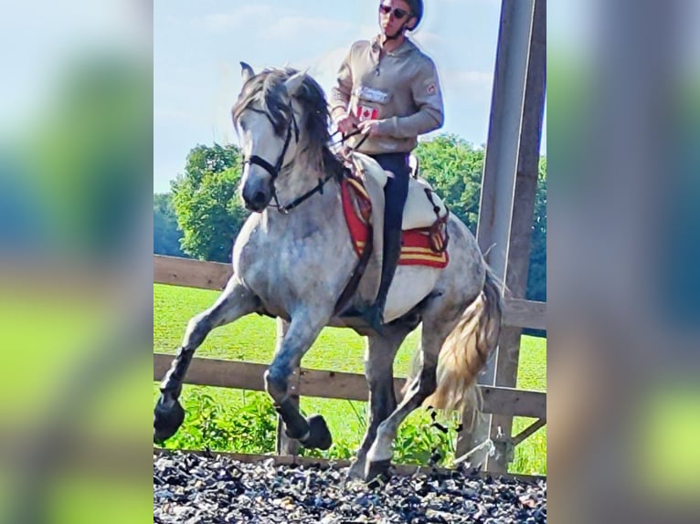 PRE Mix Stallion 10 years 15,2 hh Gray in Le V&#xE9;zier