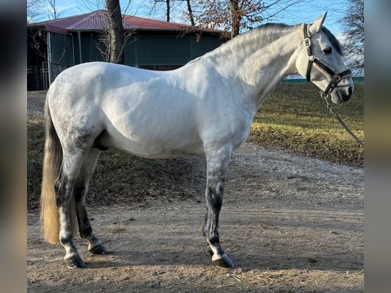PRE Mix Stallion 10 years 15,2 hh Grey-Dapple in Jaidhof