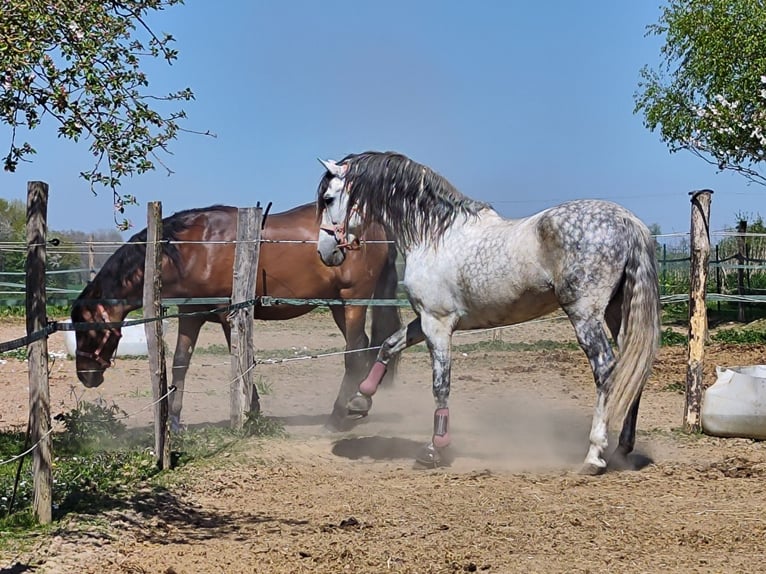 PRE Mix Stallion 10 years 15,2 hh Grey in Le V&#xE9;zier