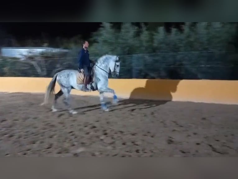 PRE Mix Stallion 10 years 15,2 hh Grey in Le V&#xE9;zier
