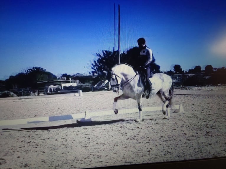 PRE Mix Stallion 10 years 15,2 hh Grey in Le V&#xE9;zier