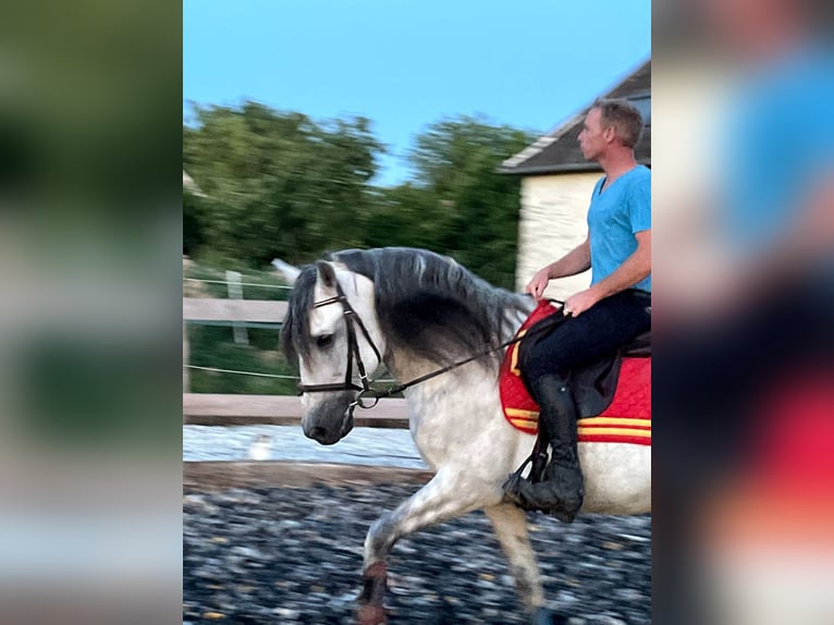 PRE Mix Stallion 10 years 15,2 hh Grey in Le V&#xE9;zier