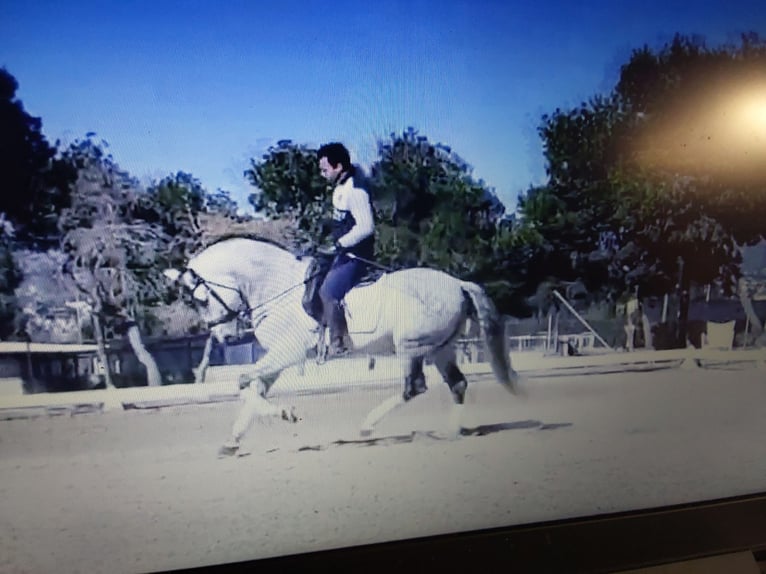 PRE Mix Stallion 10 years 15,2 hh Grey in Le V&#xE9;zier