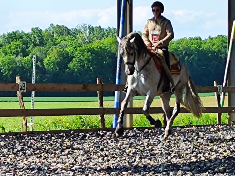 PRE Mix Stallion 10 years 15,2 hh Grey in Le V&#xE9;zier