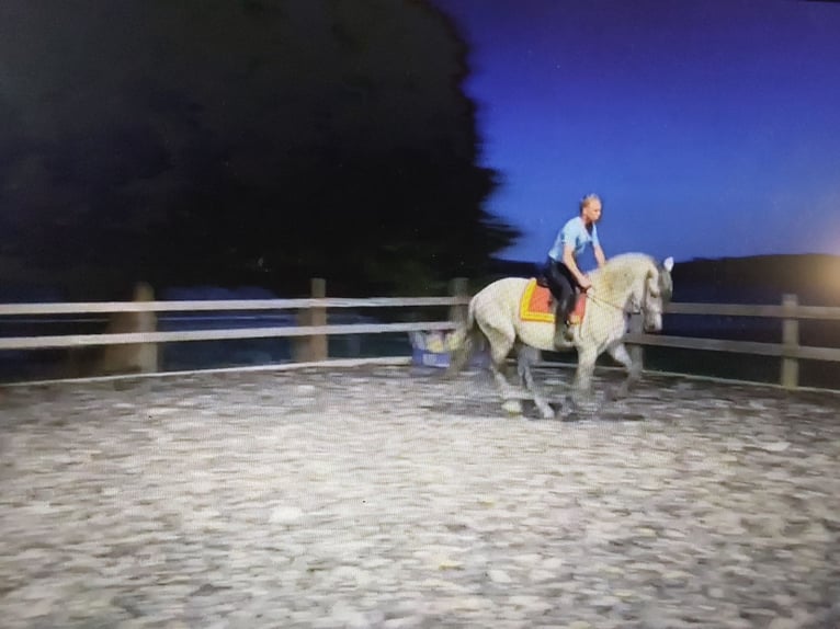 PRE Mix Stallion 10 years 15,2 hh Grey in Le V&#xE9;zier