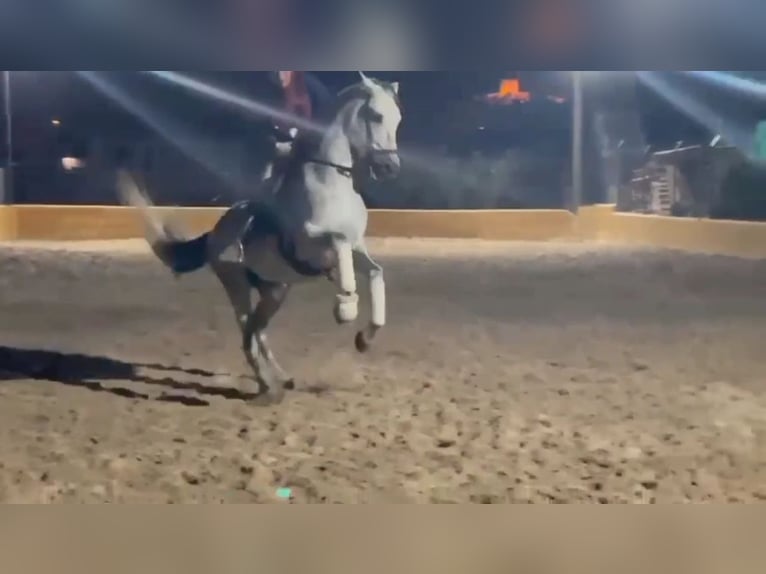 PRE Mix Stallion 10 years 15,2 hh Grey in Le V&#xE9;zier