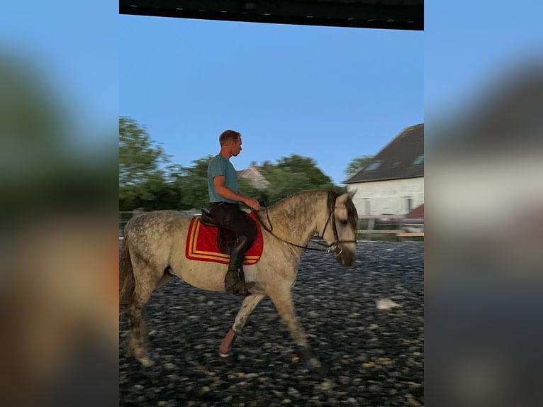 PRE Mix Stallion 10 years 15,2 hh Grey in Le V&#xE9;zier