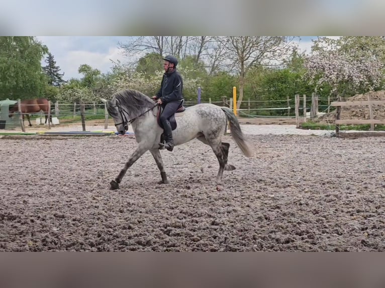 PRE Mix Stallion 10 years 15,2 hh Grey in Le V&#xE9;zier