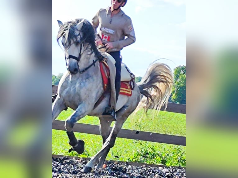 PRE Mix Stallion 10 years 15,2 hh Grey in Le V&#xE9;zier