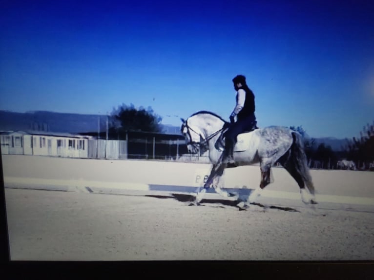 PRE Mix Stallion 10 years 15,2 hh Grey in Le V&#xE9;zier