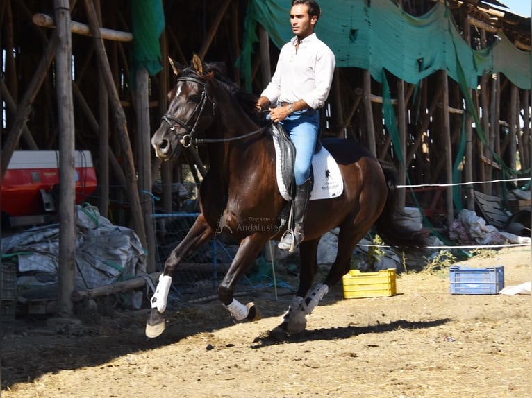 PRE Stallion 10 years 15,3 hh Black in Provinz Granada