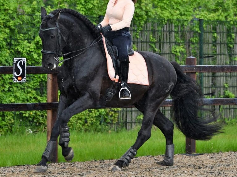 PRE Mix Stallion 10 years 16,1 hh Black in Navas Del Madro&#xF1;o