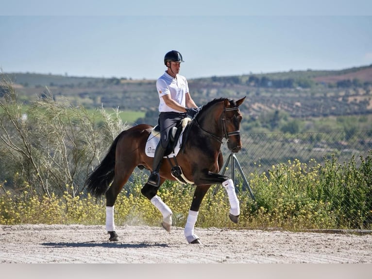 PRE Stallion 10 years 16.1 hh Brown in Andujar