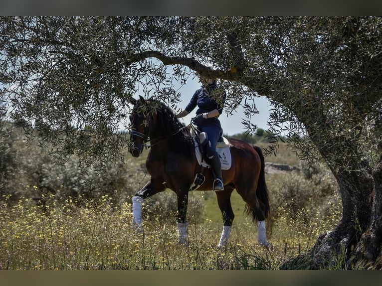 PRE Stallion 10 years 16.1 hh Brown in Andujar