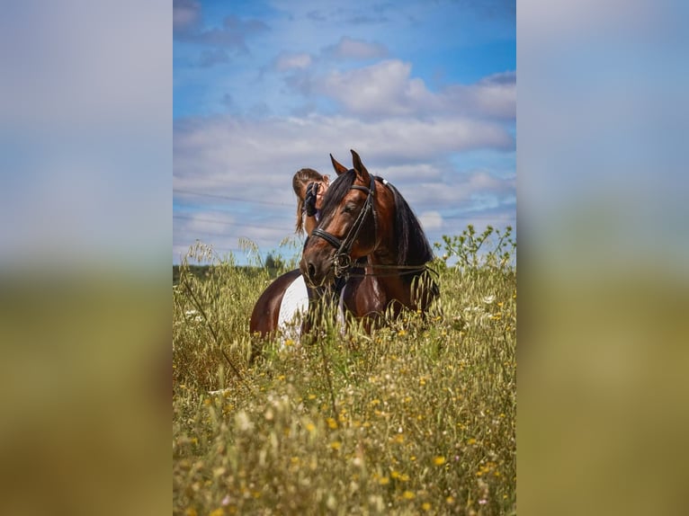 PRE Stallion 10 years 16.1 hh Brown in Andujar