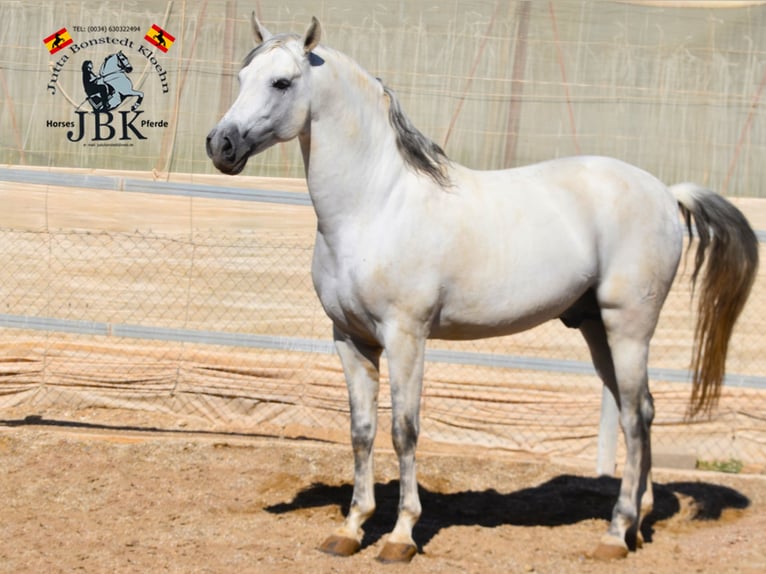 PRE Stallion 10 years 16,1 hh Gray in Tabernas Almeria