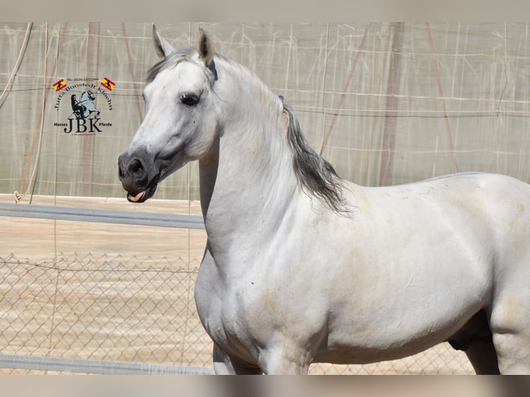 PRE Stallion 10 years 16,1 hh Gray in Tabernas Almeria