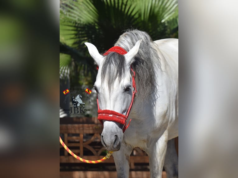 PRE Stallion 10 years 16,1 hh Gray in Tabernas Almeria