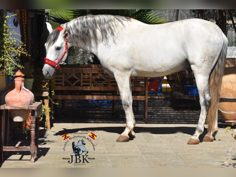 PRE Stallion 10 years 16,1 hh Gray in Tabernas Almeria