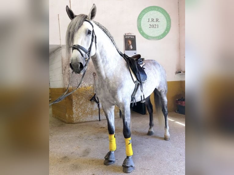 PRE Stallion 10 years 16,1 hh Gray in Baza