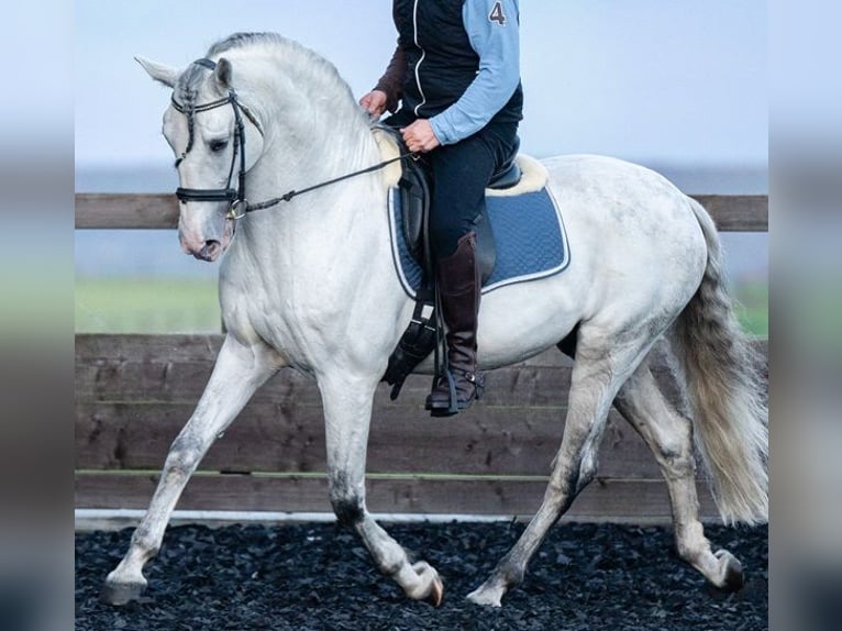 PRE Stallion 10 years 16,1 hh Gray in Saarbrücken