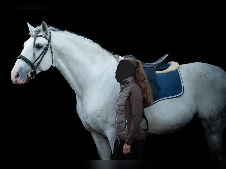 PRE Stallion 10 years 16,1 hh Gray in Saarbrücken