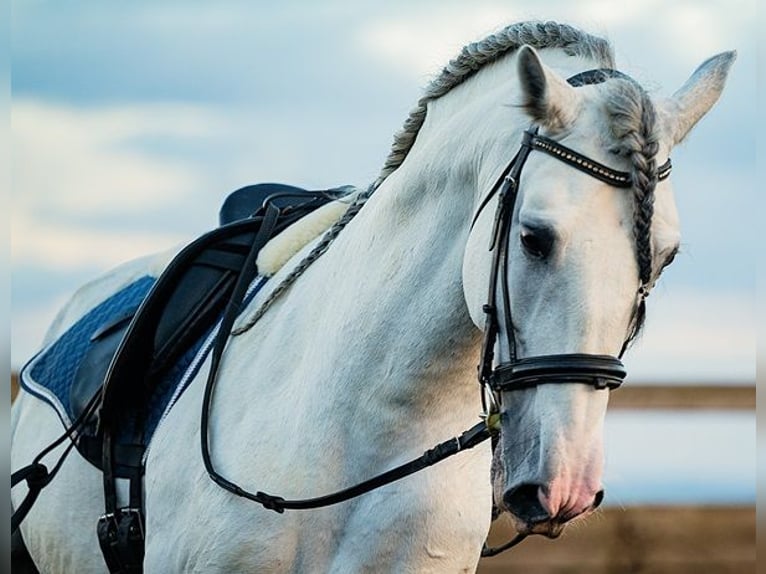 PRE Stallion 10 years 16,1 hh Gray in Saarbrücken