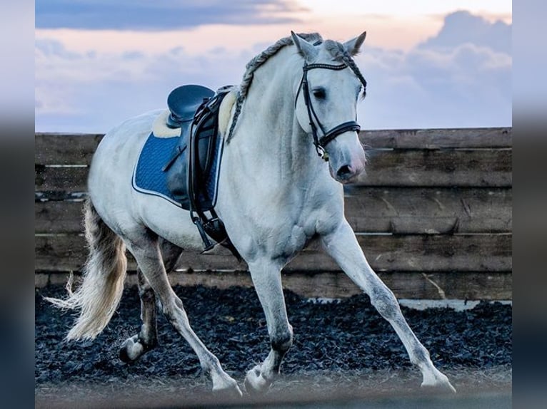 PRE Stallion 10 years 16,1 hh Gray in Saarbrücken