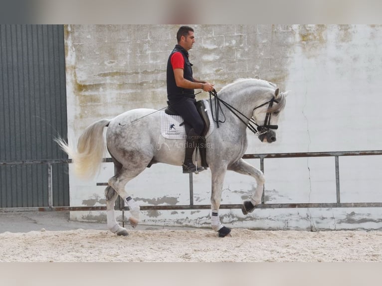 PRE Stallion 10 years 16,1 hh Gray in Provinz Malaga