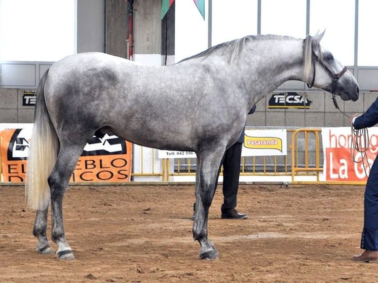 PRE Stallion 10 years 16.1 hh Grey in Stahnsdorf