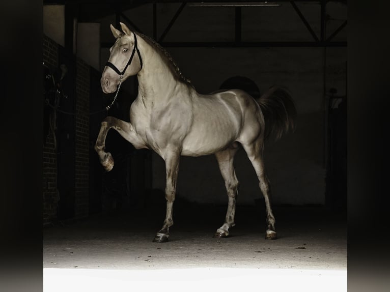 PRE Stallion 10 years 16.1 hh Perlino in La Cabrera