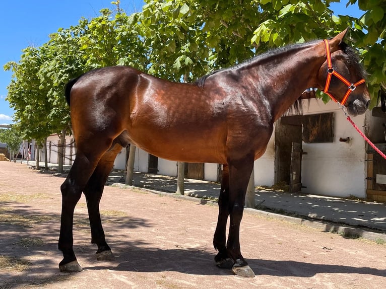 PRE Stallion 10 years 16,2 hh Brown in Agost