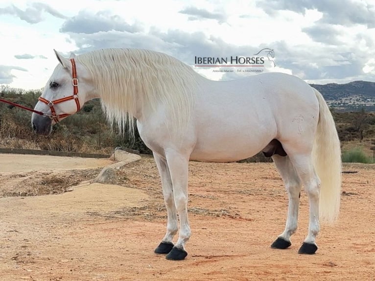 PRE Mix Stallion 10 years 16.2 hh Grey in Navas Del Madroño