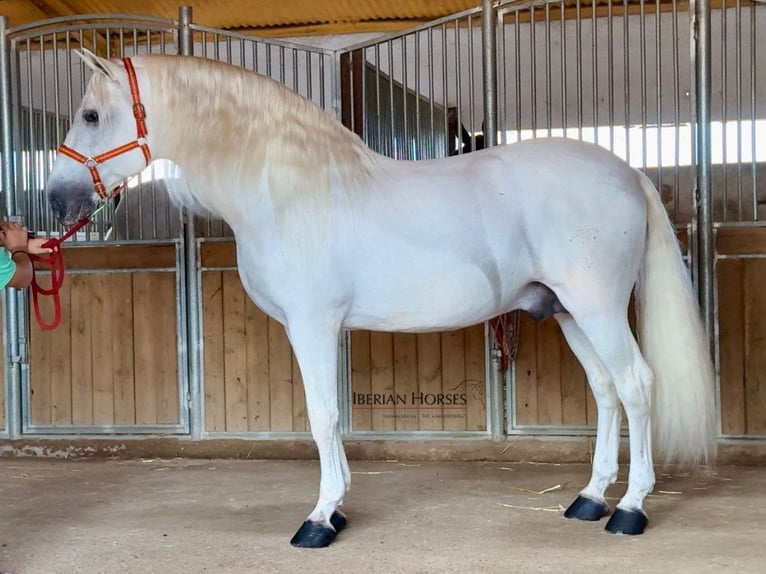 PRE Mix Stallion 10 years 16.2 hh Grey in Navas Del Madroño