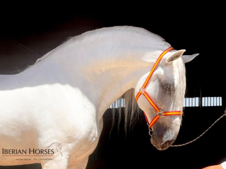 PRE Mix Stallion 10 years 16.2 hh Grey in Navas Del Madroño