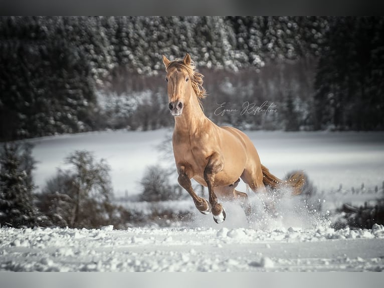 PRE Stallion 10 years 16,2 hh Pearl in Manhay