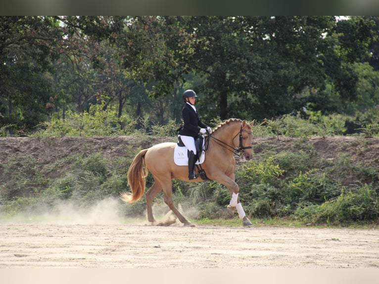 PRE Stallion 10 years 16,2 hh Pearl in Manhay