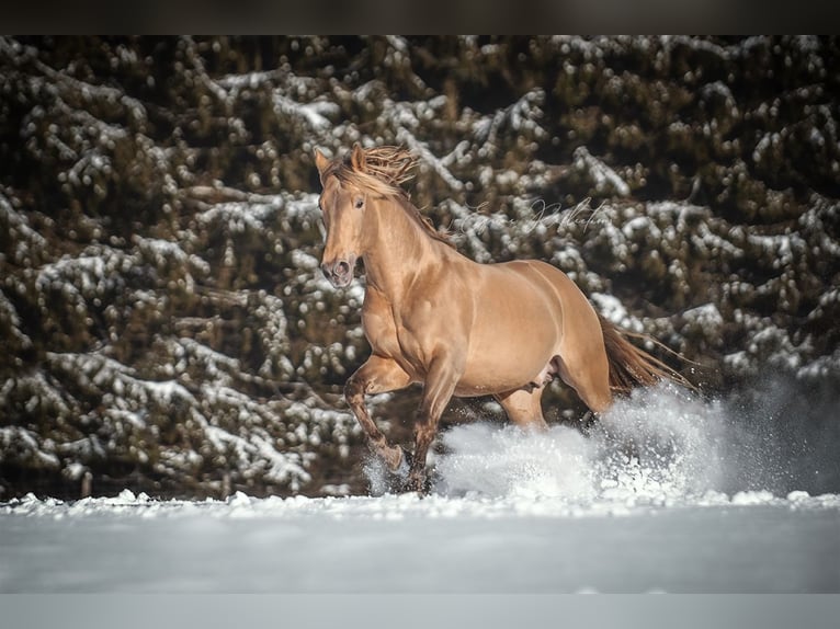 PRE Stallion 10 years 16,2 hh Pearl in Manhay