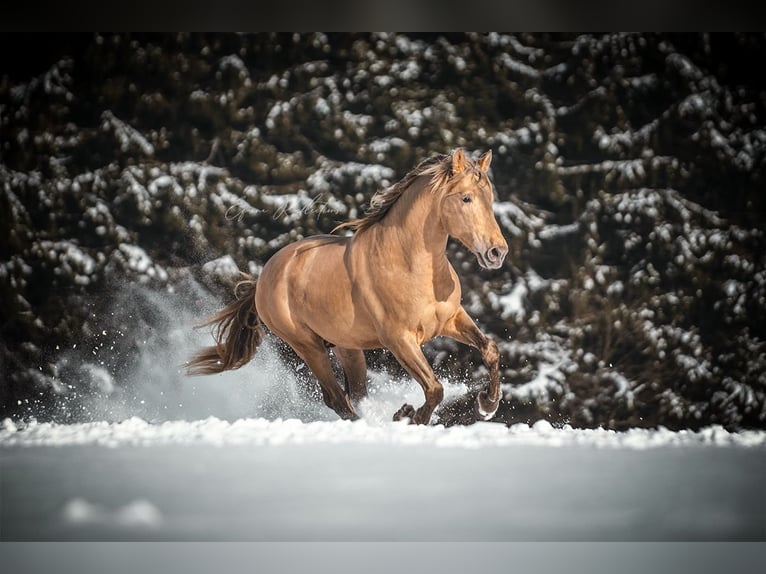 PRE Stallion 10 years 16,2 hh Pearl in Manhay