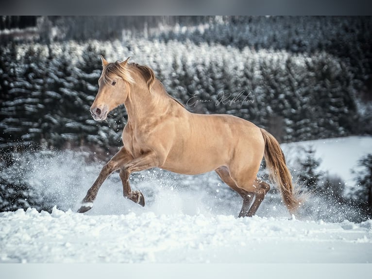 PRE Stallion 10 years 16,2 hh Pearl in Manhay