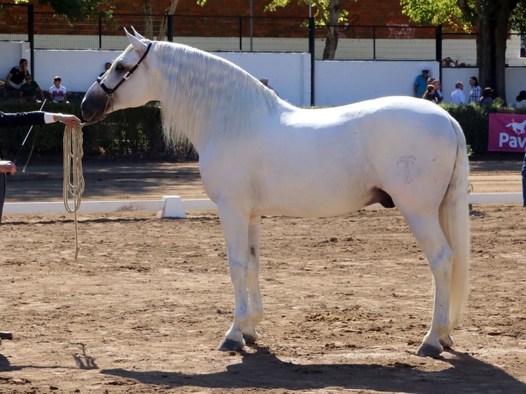PRE Mix Stallion 10 years 16.2 hh White in Coin